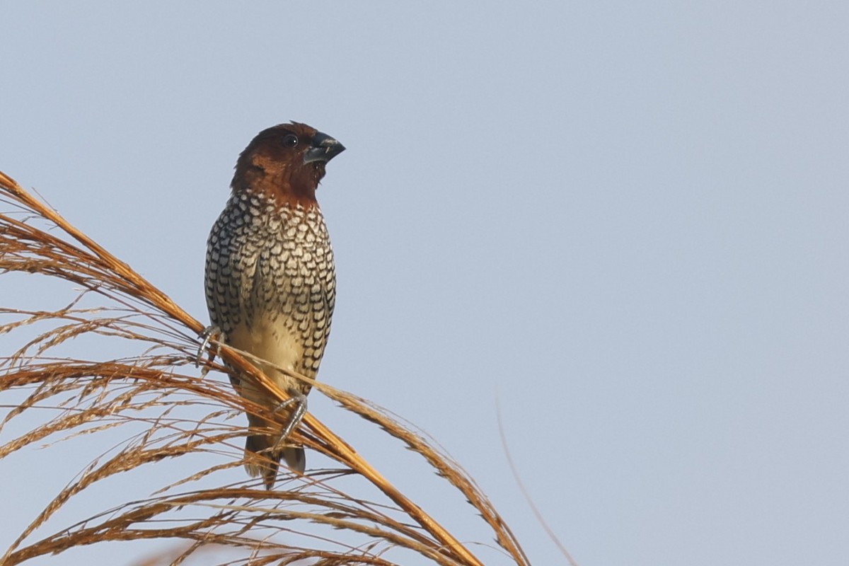 Scaly-breasted Munia - ML646092389
