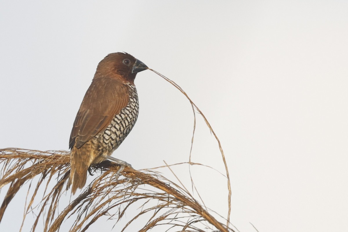 Scaly-breasted Munia - ML646092390