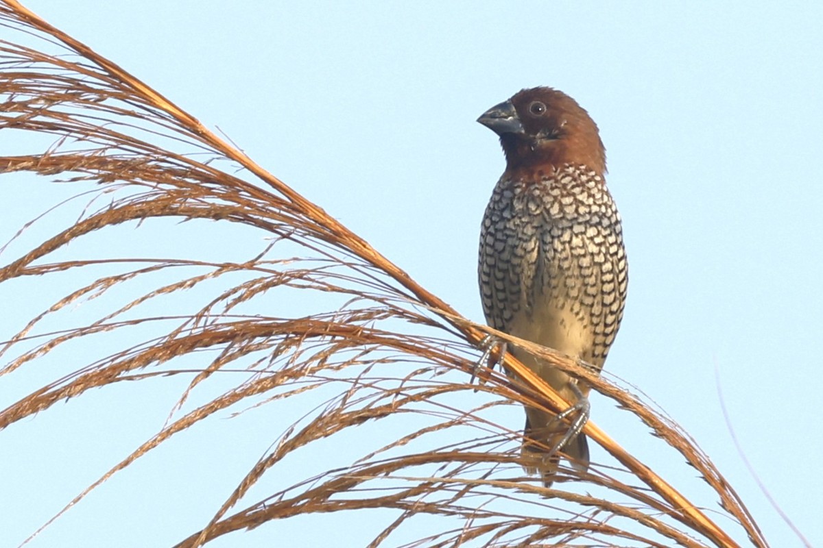 Scaly-breasted Munia - ML646092391