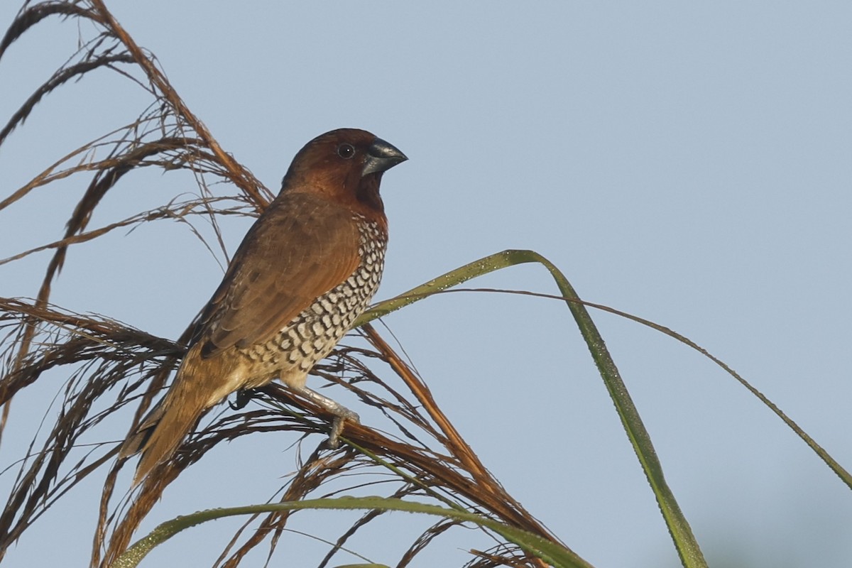 Scaly-breasted Munia - ML646092392