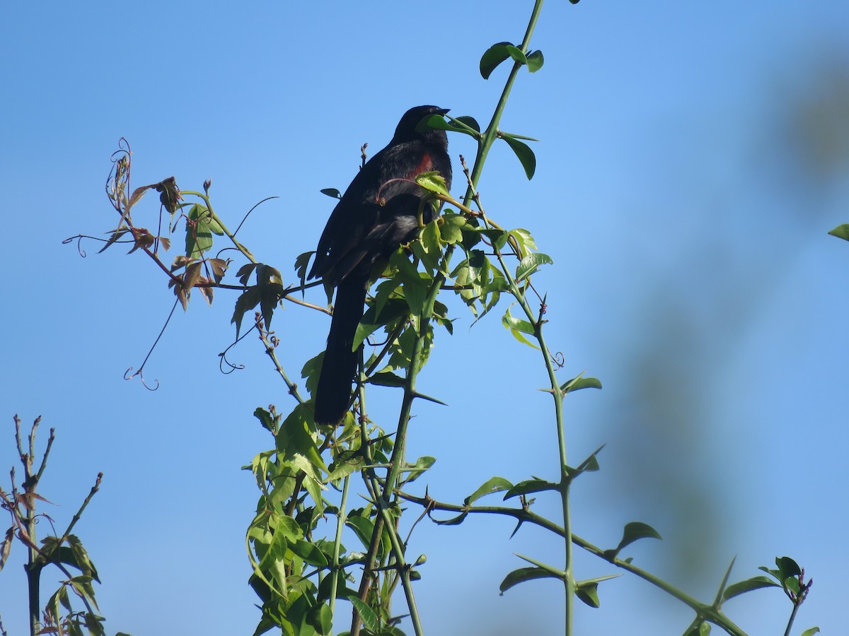 Variable Oriole - ML646092393