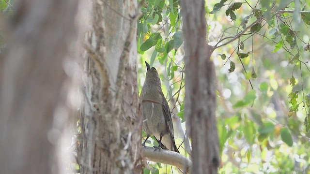Gray Currawong - ML646092396