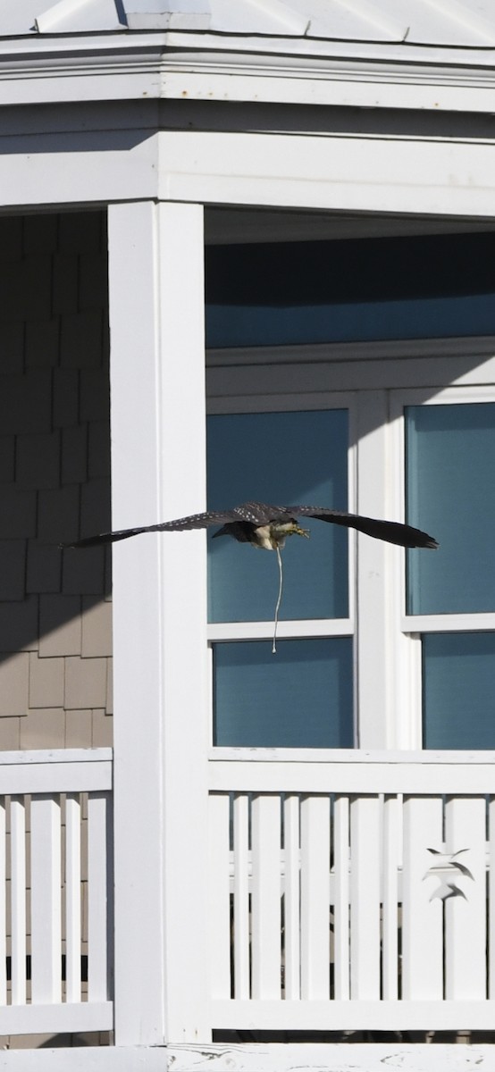 Black-crowned Night Heron - ML646092397