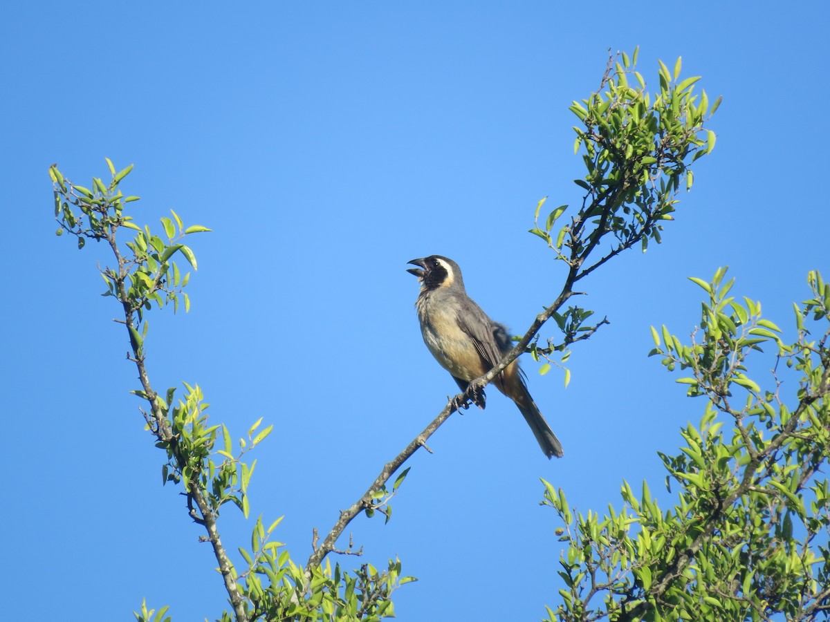 Golden-billed Saltator - ML646092404