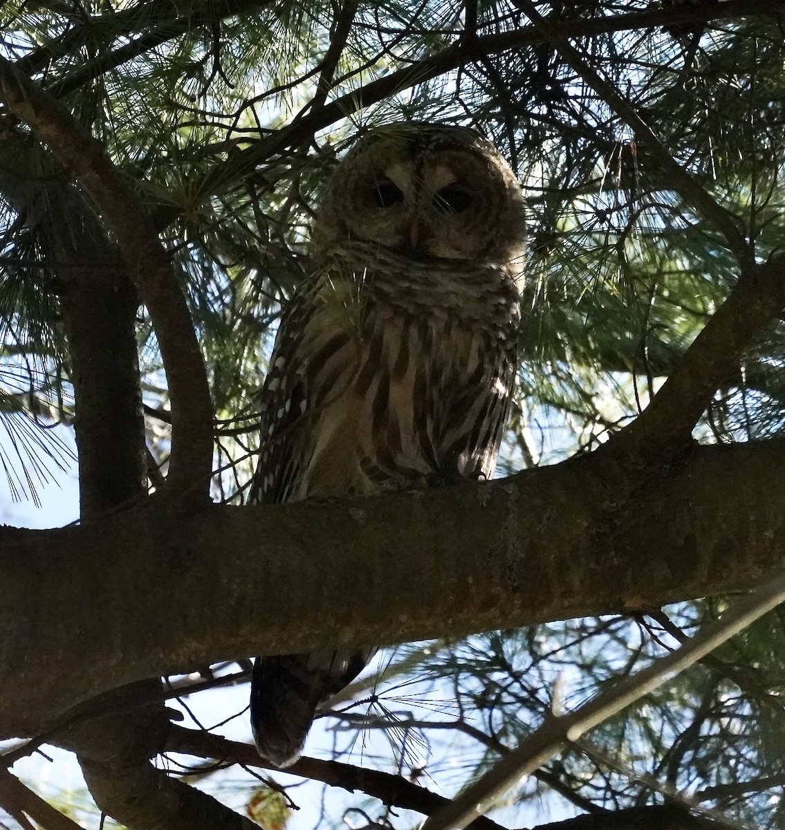 høvdingugle - ML646092405