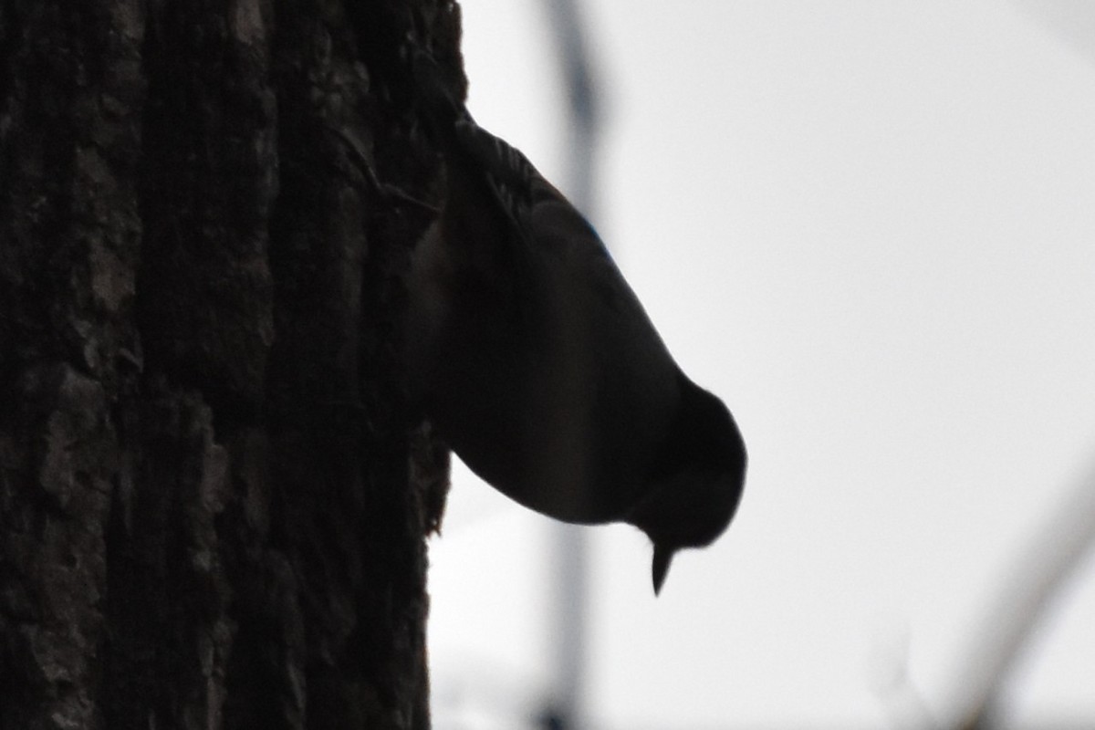 Sittelle à poitrine blanche - ML646092406