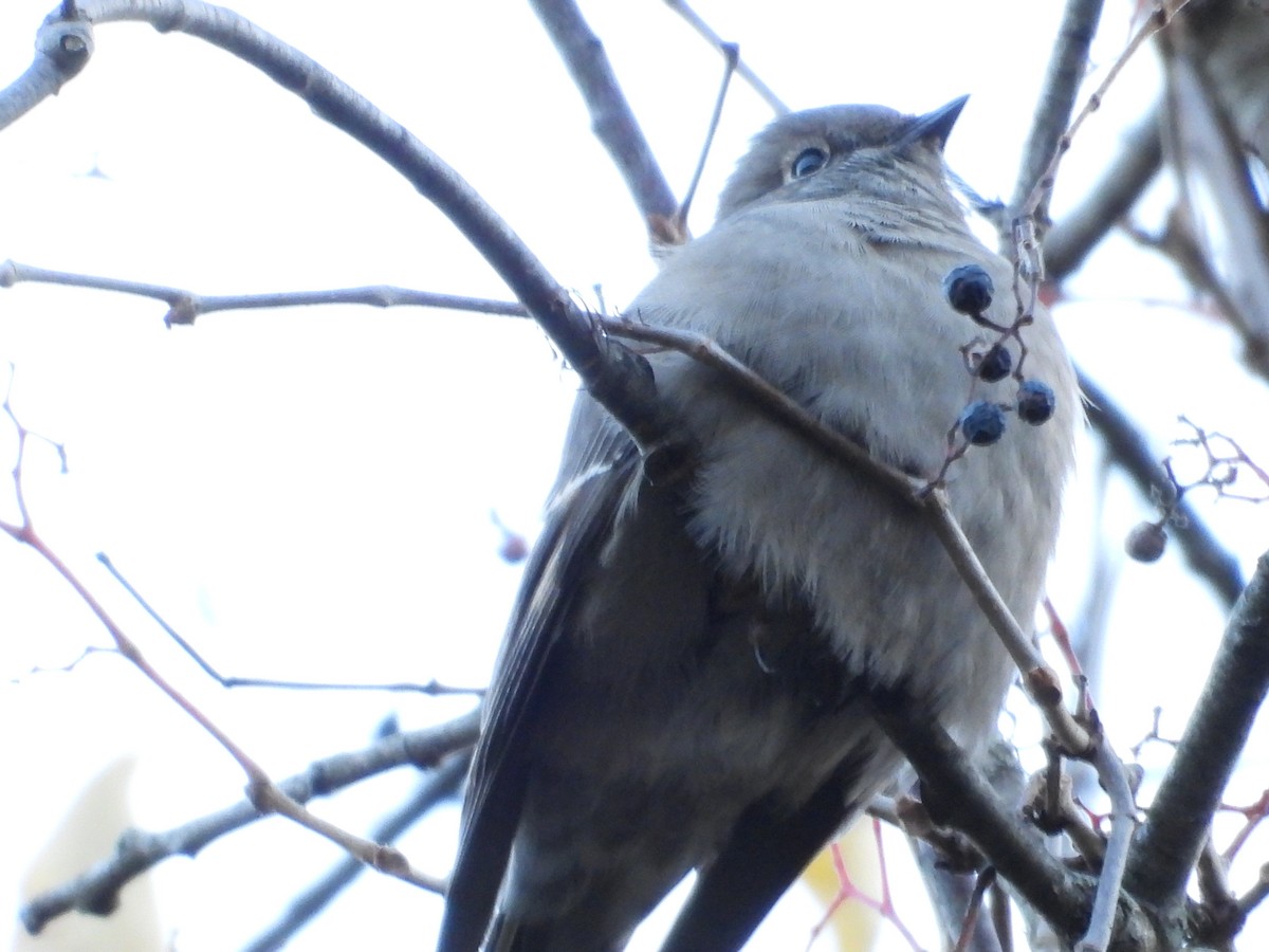 Townsend's Solitaire - ML646092410