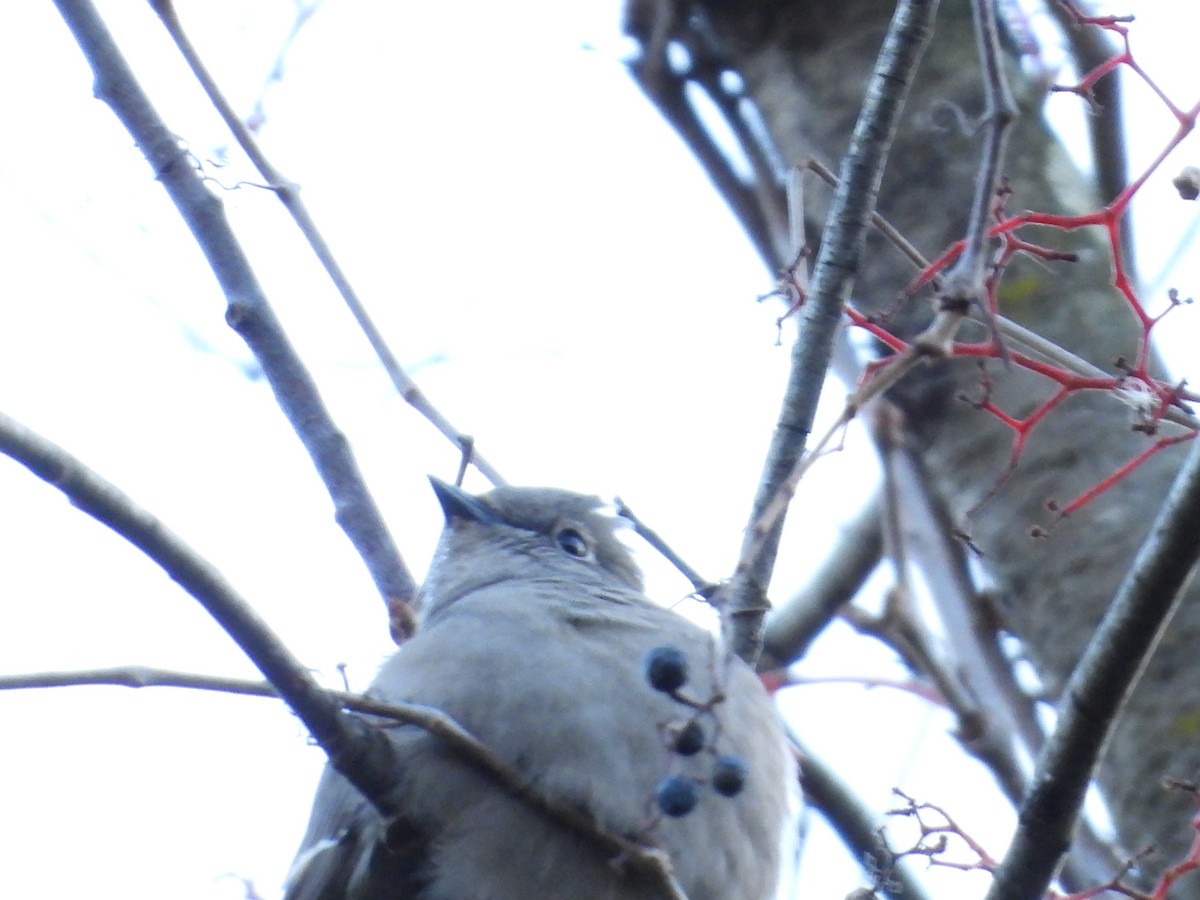 Townsend's Solitaire - ML646092414