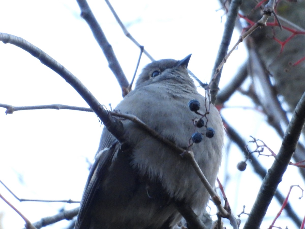 Townsend's Solitaire - ML646092415