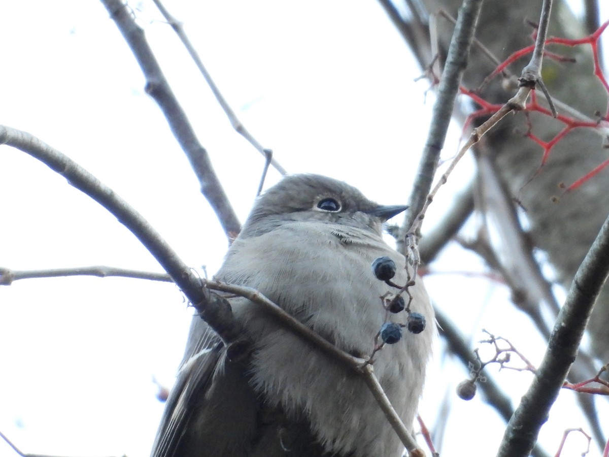 Townsend's Solitaire - ML646092416