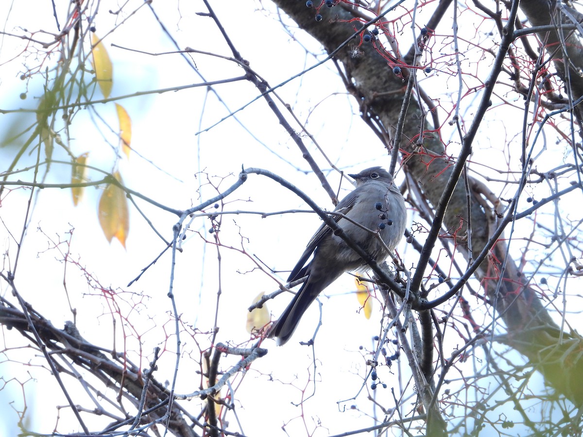 Townsend's Solitaire - ML646092417