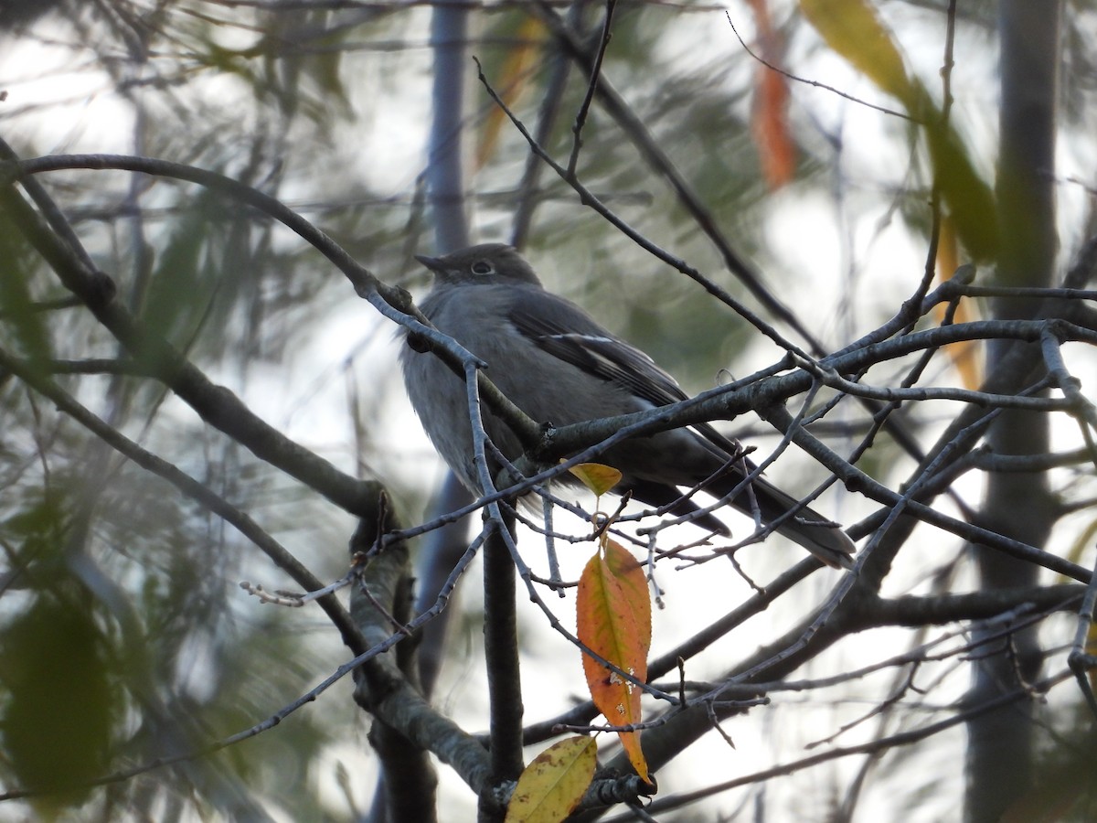 Townsend's Solitaire - ML646092418