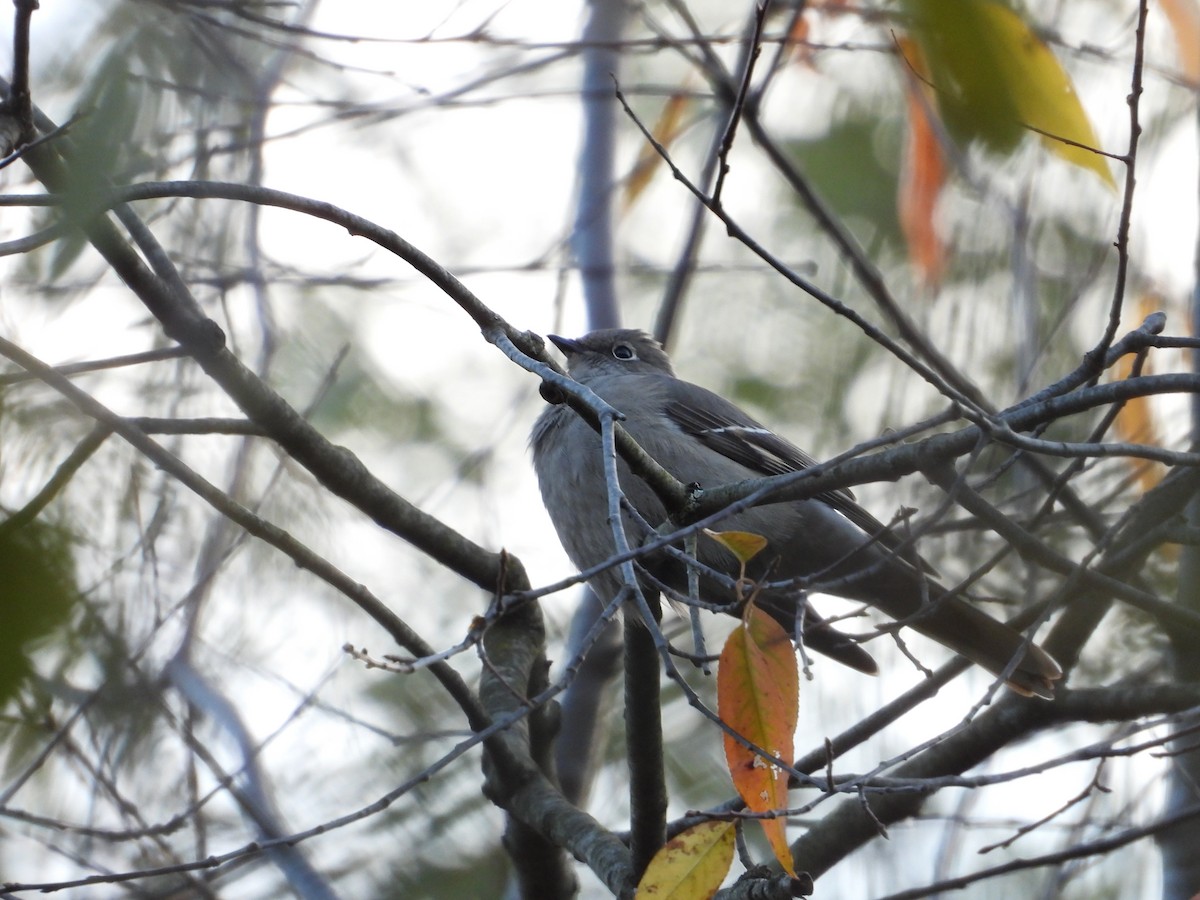 Townsend's Solitaire - ML646092419