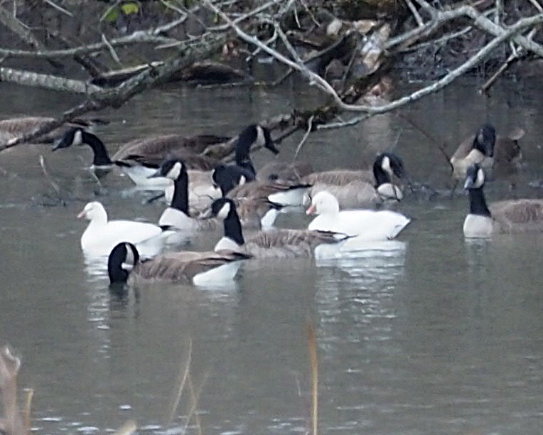 Ross's Goose - ML646092429