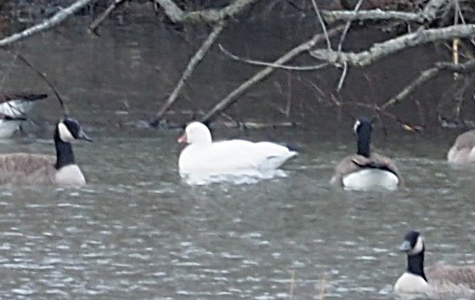 Ross's Goose - ML646092433