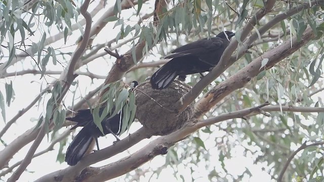 White-winged Chough - ML646092437