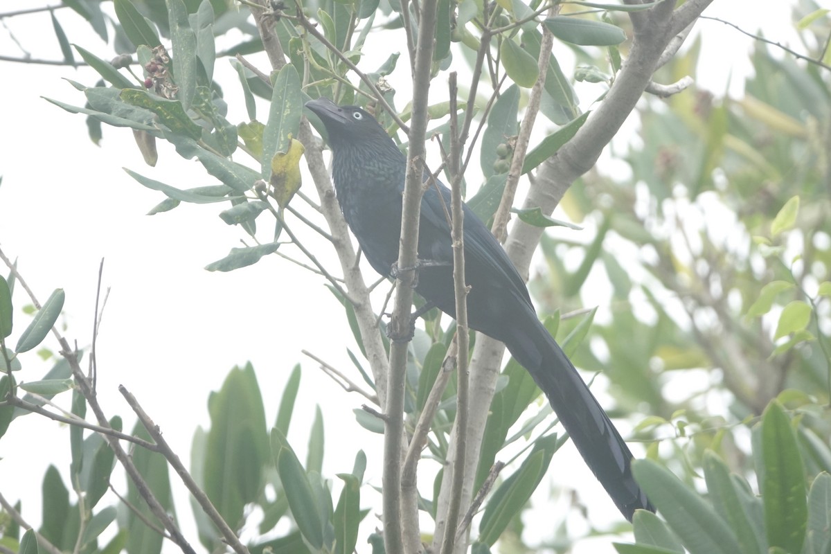 Greater Ani - ML646092445