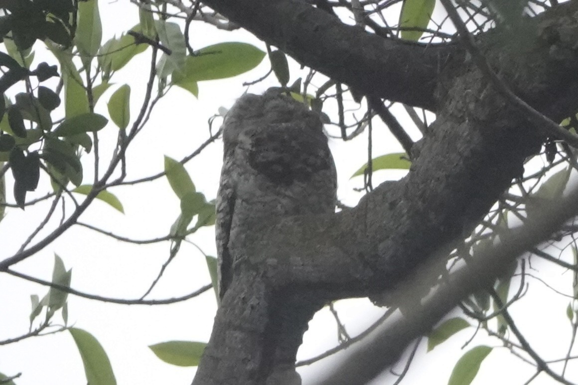 Great Potoo - ML646092450