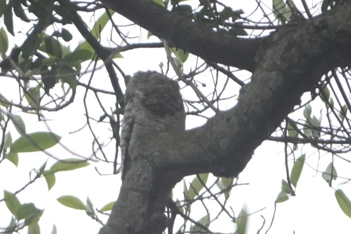 Great Potoo - ML646092451