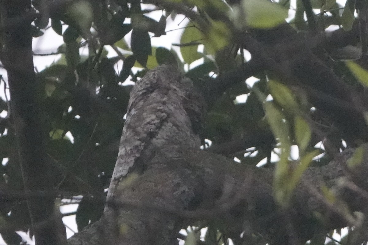 Great Potoo - ML646092452