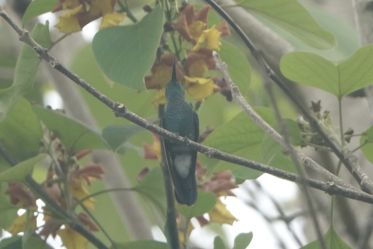 White-vented Plumeleteer - ML646092456