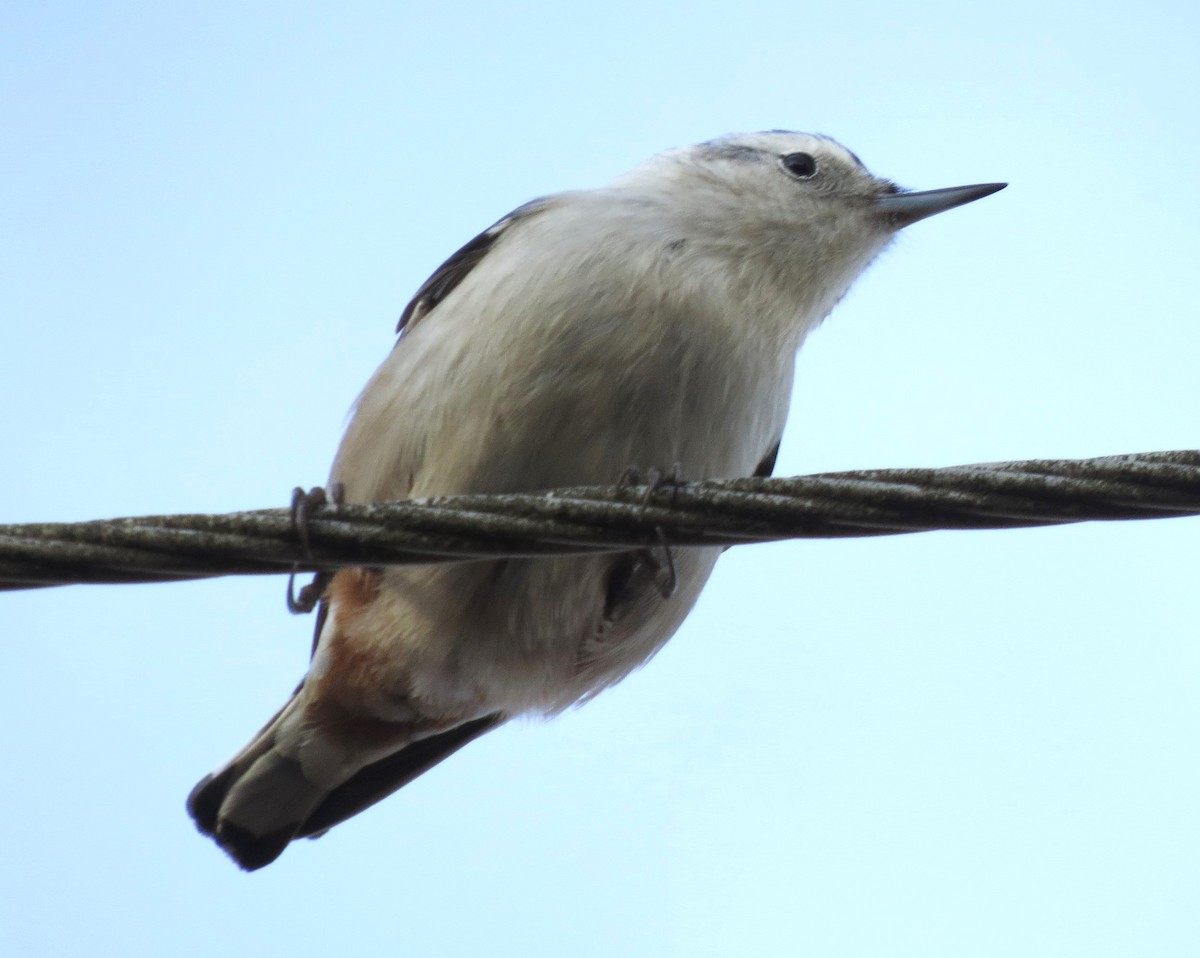 Sittelle à poitrine blanche - ML646092459