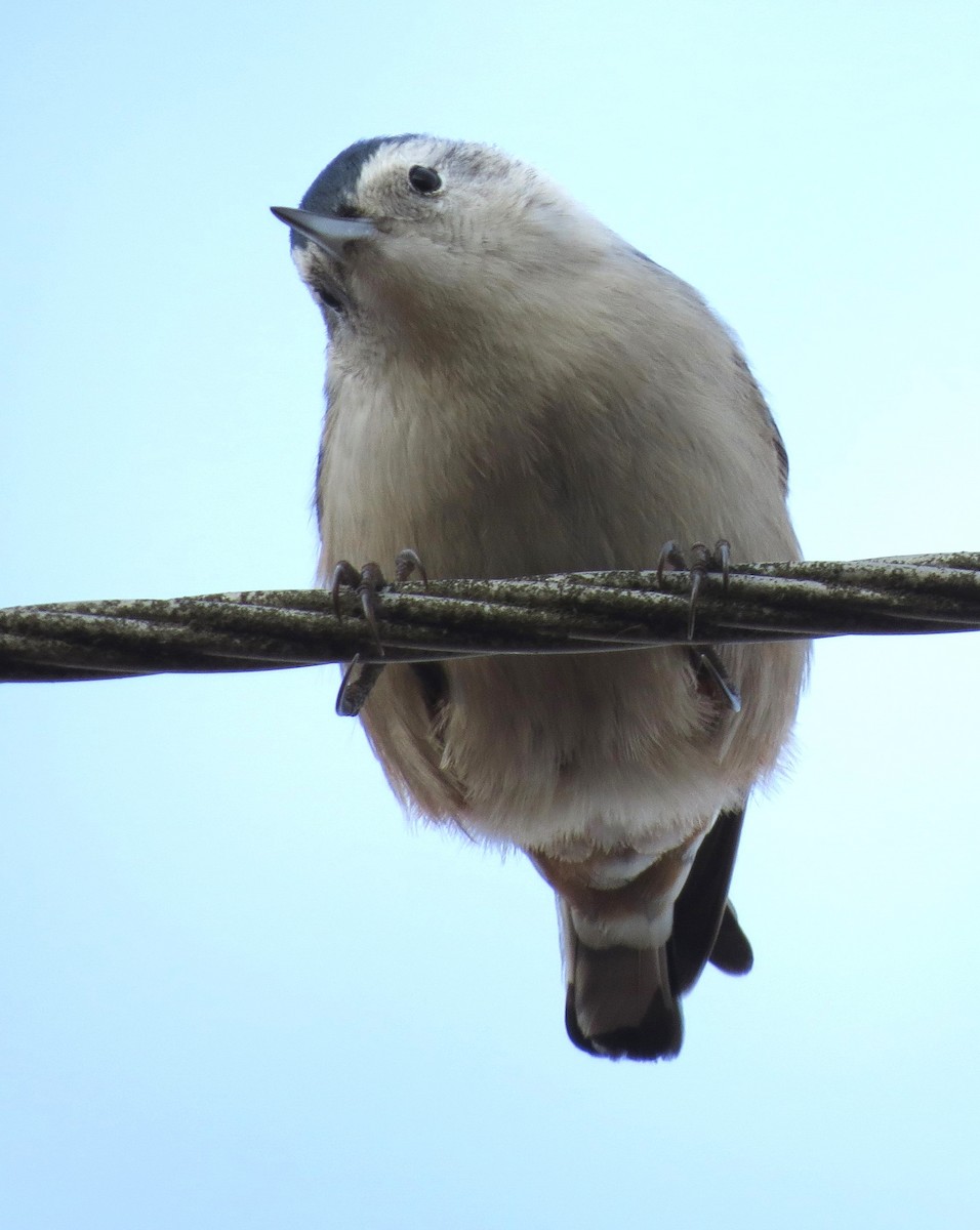 Sittelle à poitrine blanche - ML646092460