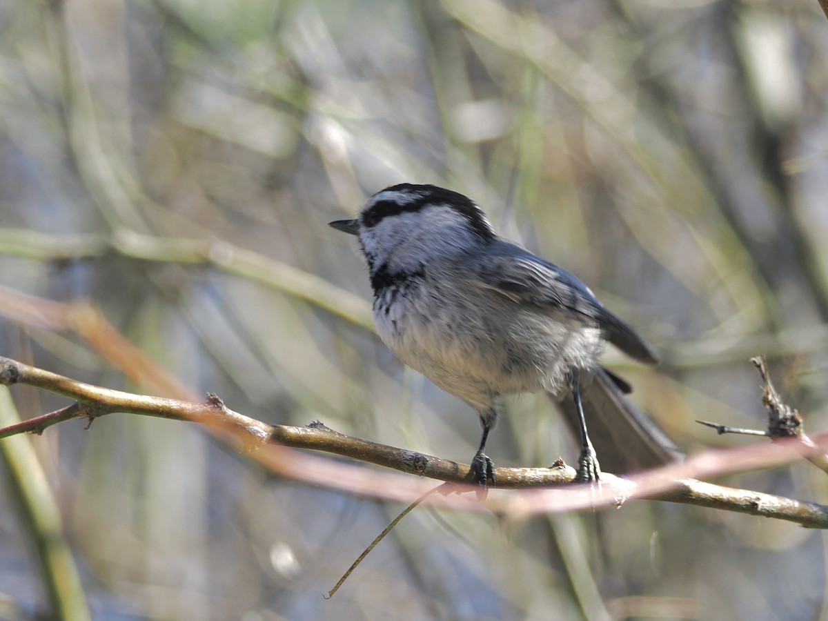 Gebirgsmeise - ML646092463