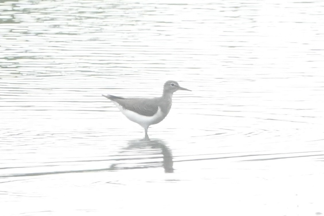 Spotted Sandpiper - ML646092464