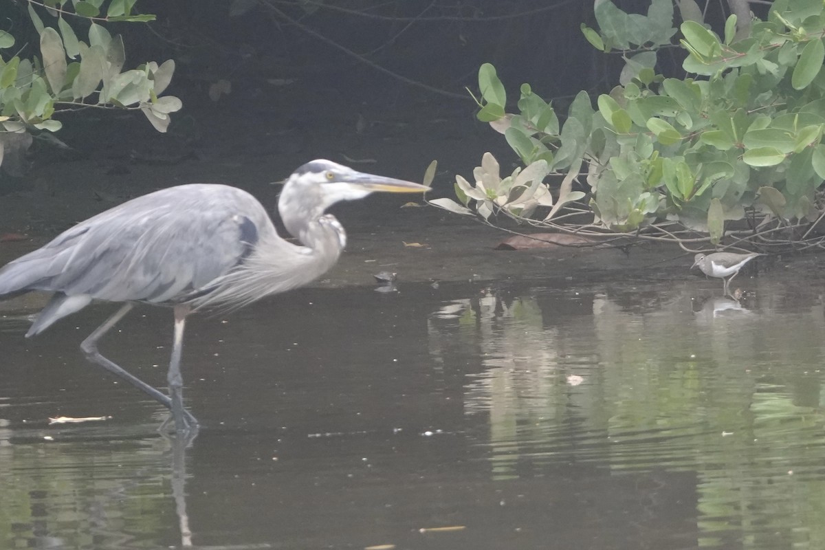 Koartza hauskara amerikarra - ML646092479