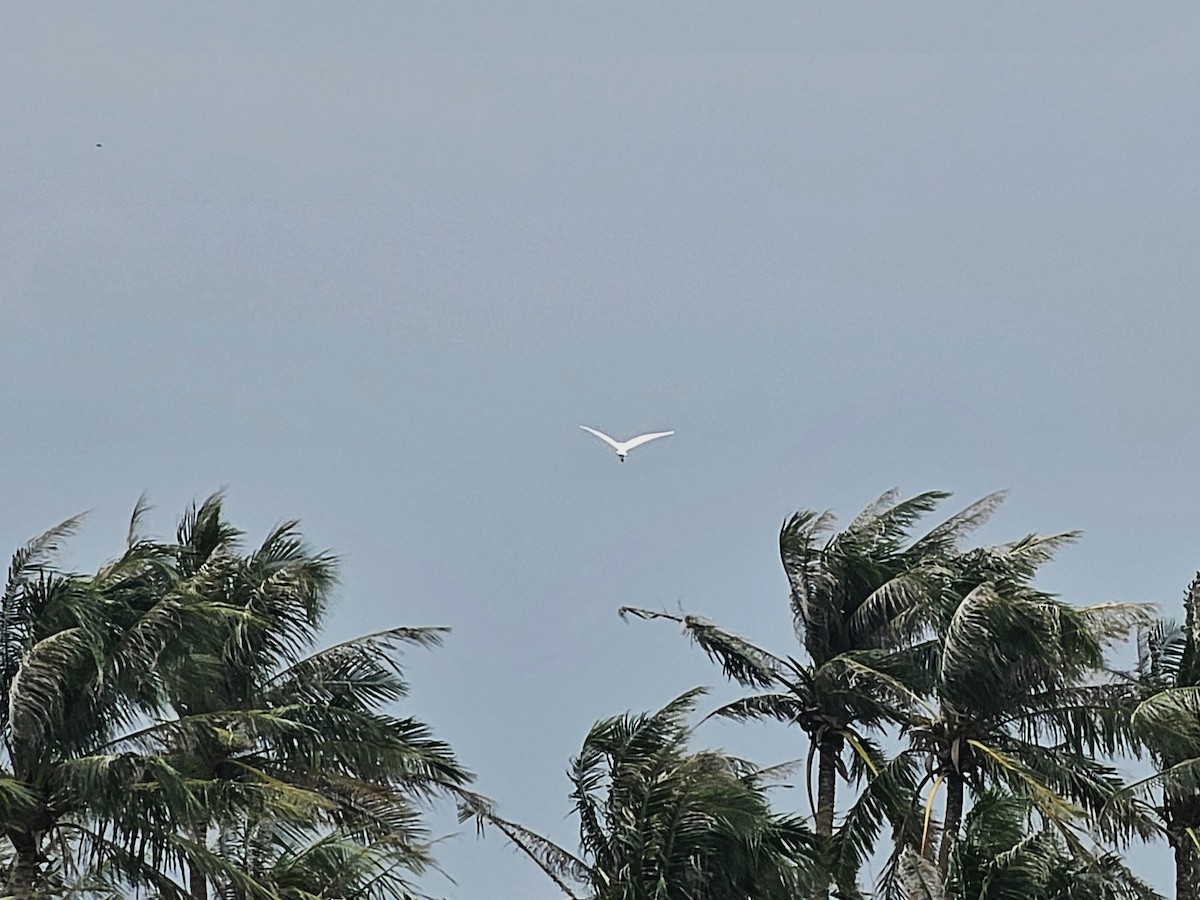 Eastern Cattle-Egret - ML646092480