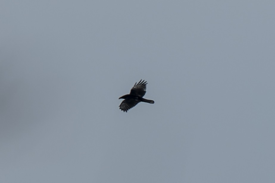 krkavec mexický - ML646092482