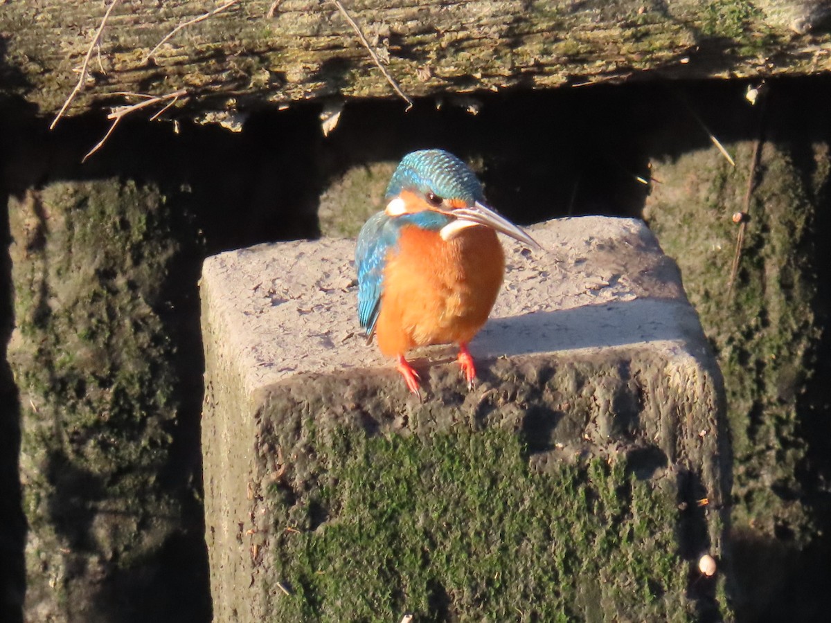 Common Kingfisher (Common) - ML646092485