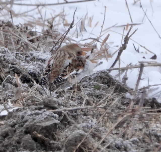 Snow Bunting - ML646092486