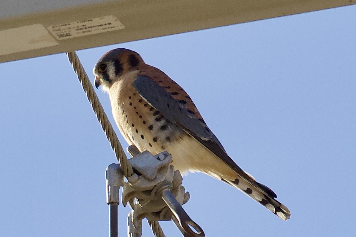 American Kestrel - ML646092487