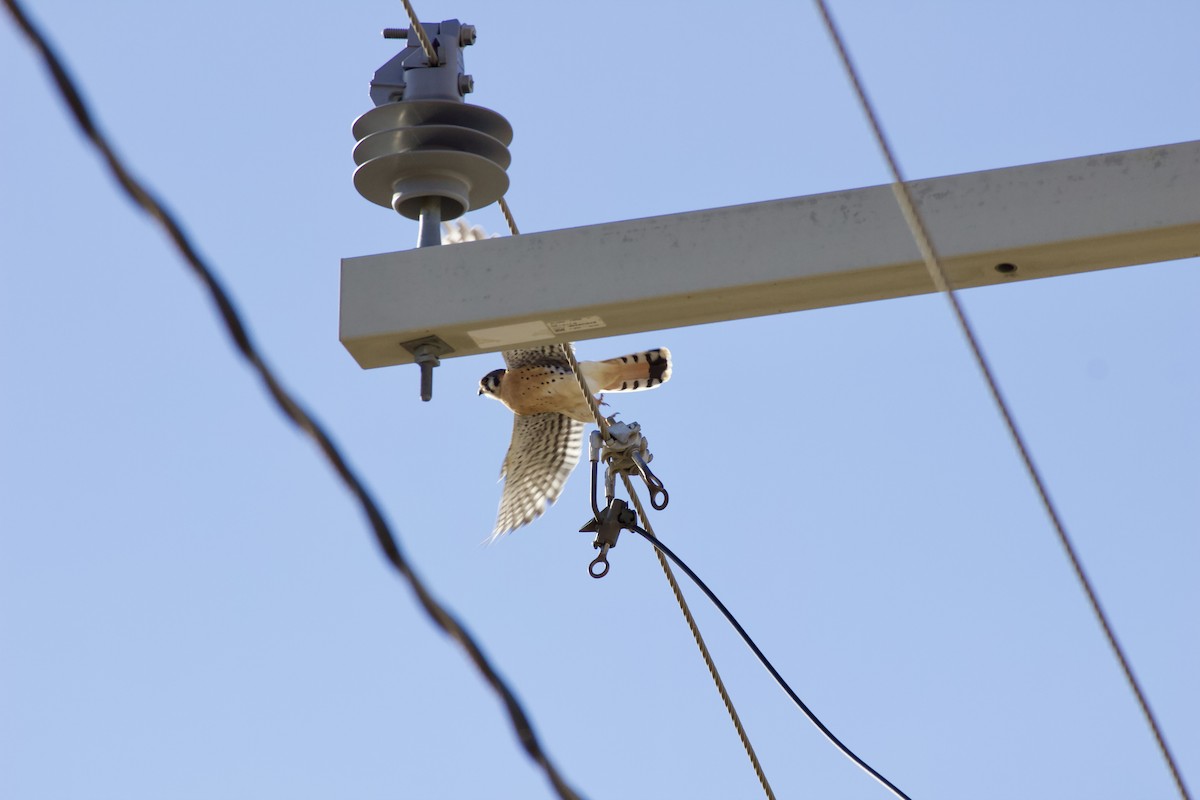 American Kestrel - ML646092488
