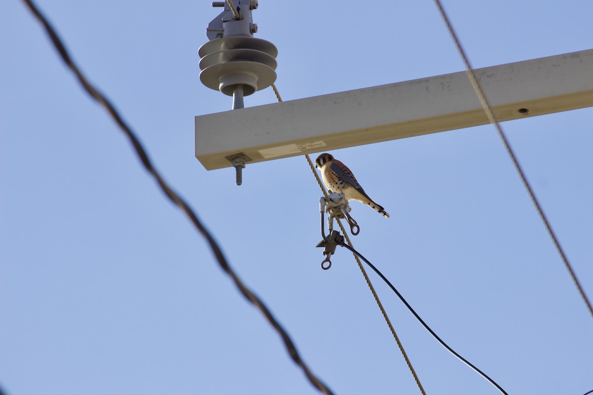 American Kestrel - ML646092489