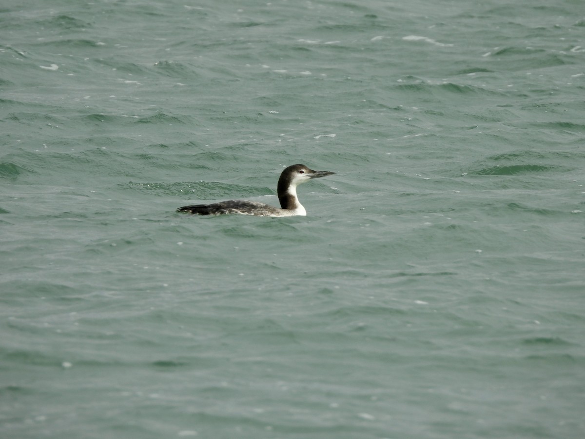 Common Loon - ML646092490