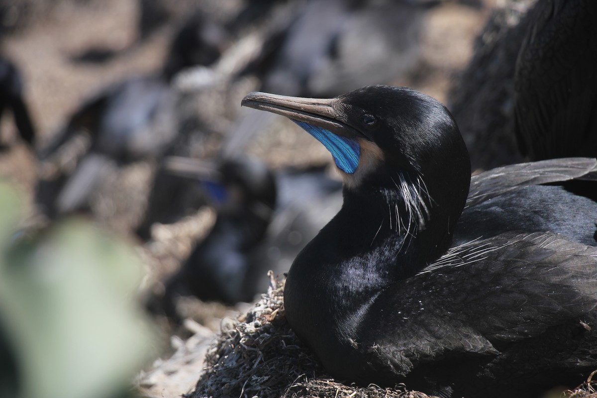 Brandt's Cormorant - ML646092491