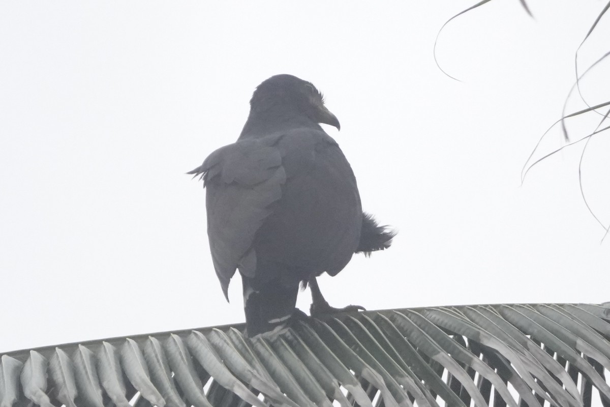 Common Black Hawk - ML646092492