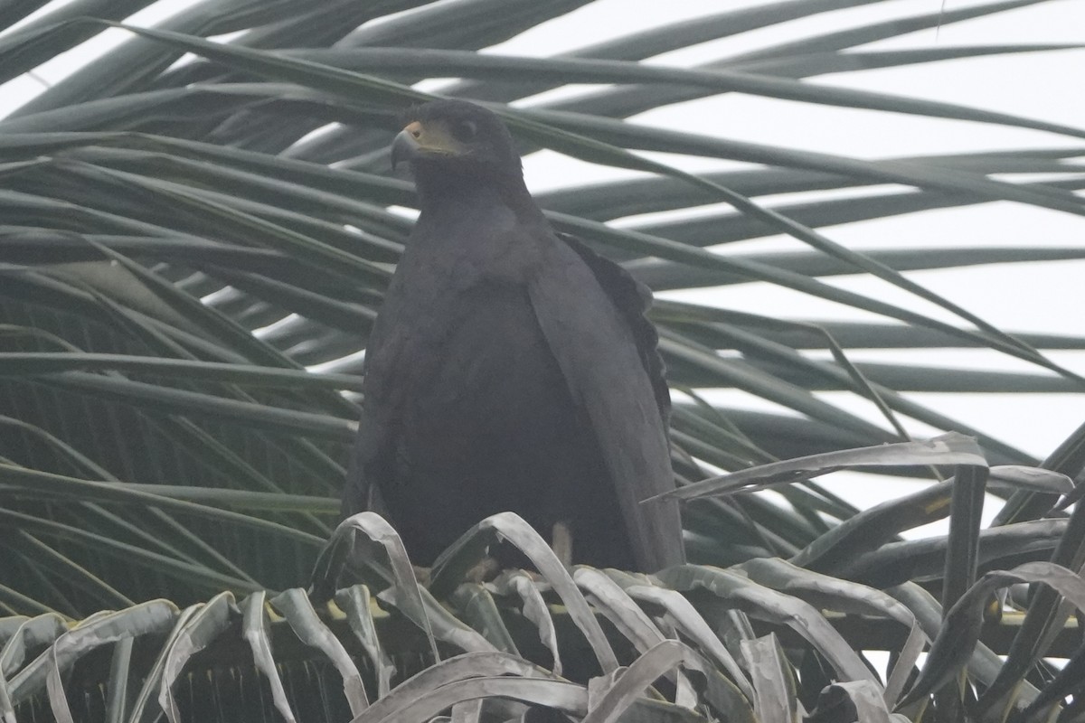 Common Black Hawk - ML646092493