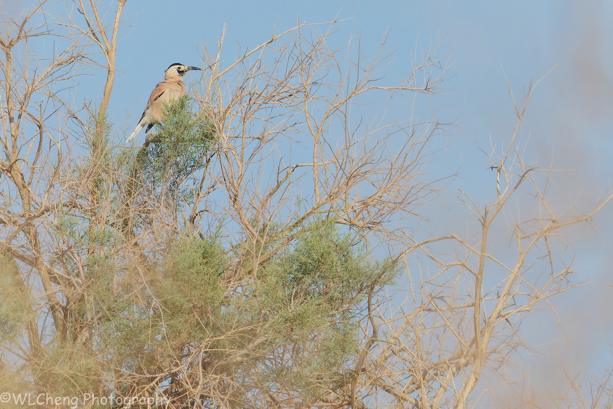 Xinjiang Ground-Jay - ML646092494