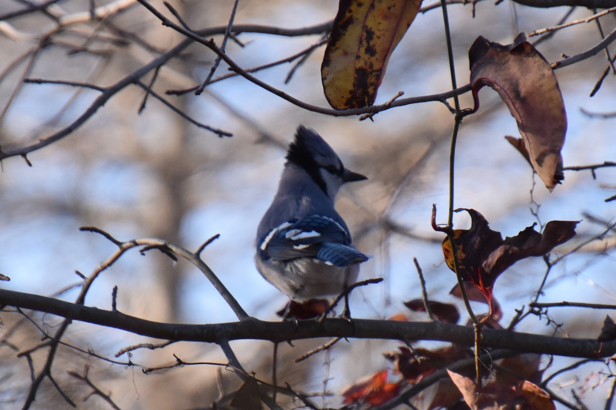 Blue Jay - ML646092495