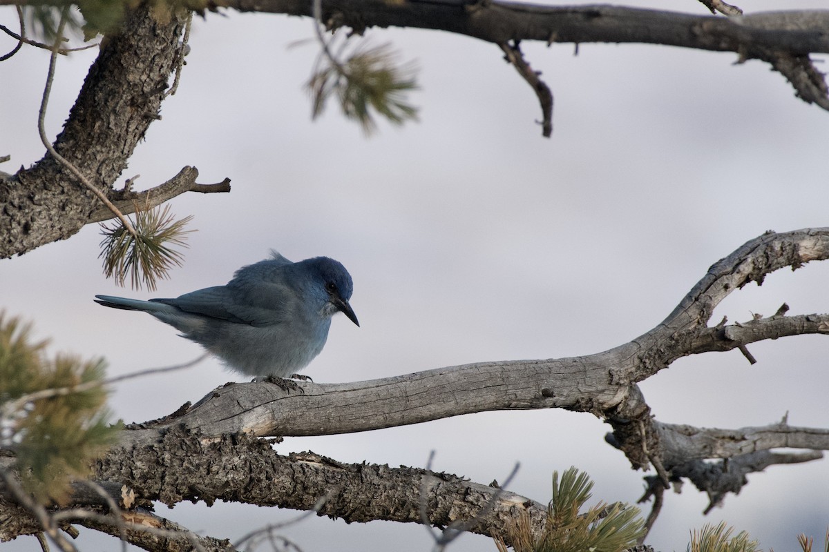 sojka modrá - ML646092496