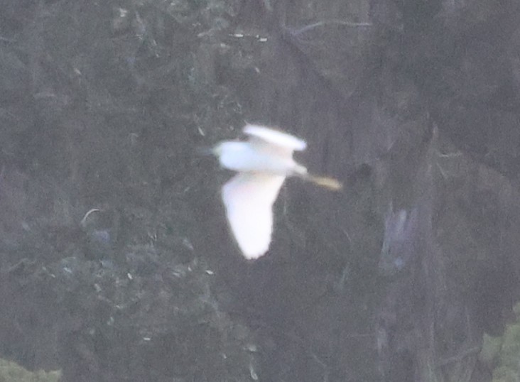 Great Egret - ML646092497