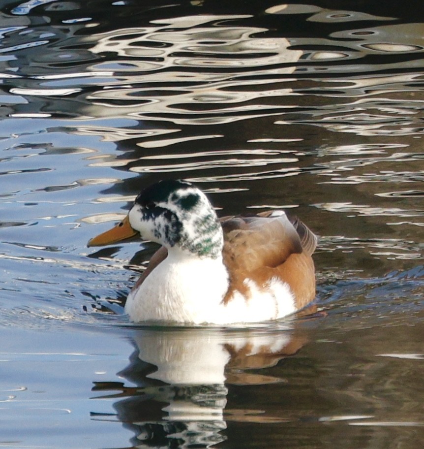 Mallard (Domestic type) - ML646092498