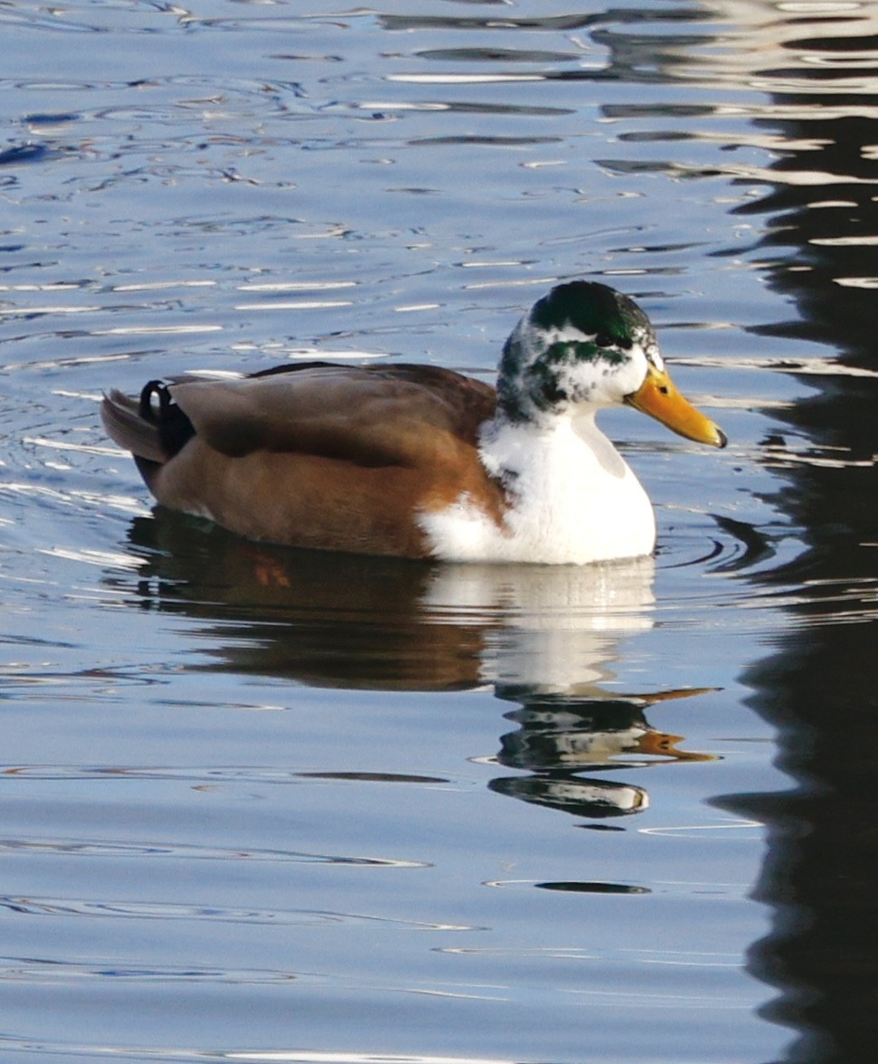 Mallard (Domestic type) - ML646092499
