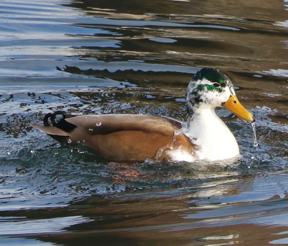 Mallard (Domestic type) - ML646092500
