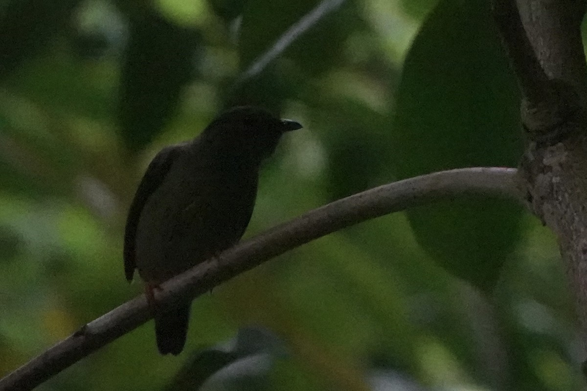 White-bearded Manakin - ML646092502