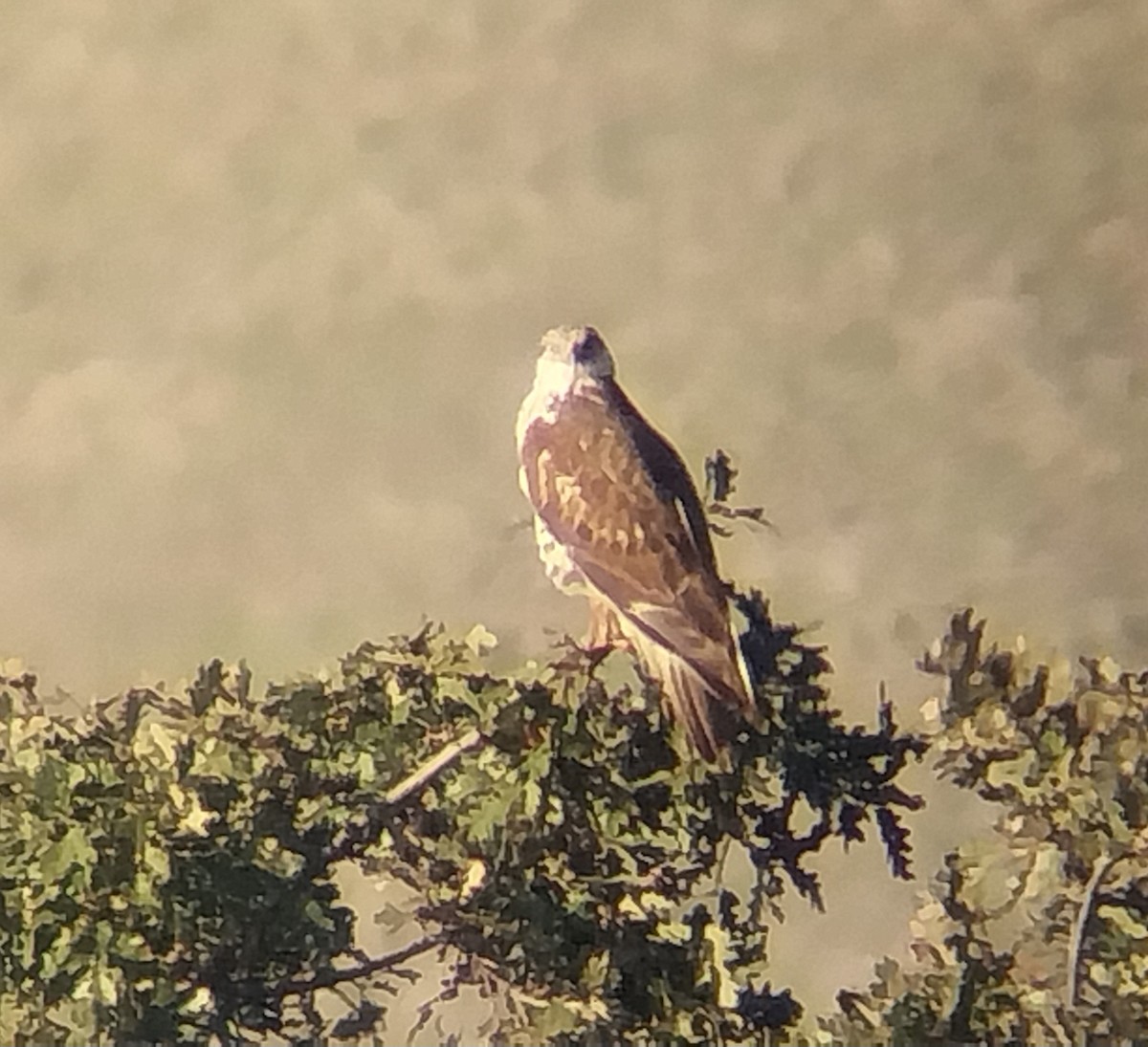 Ferruginous Hawk - ML646092504